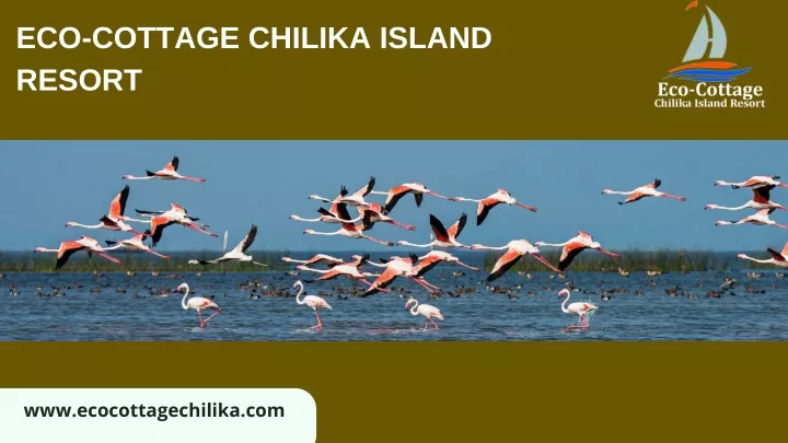 eco cottage chilika island resort