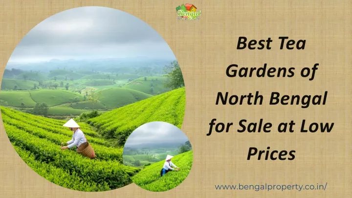 best tea gardens of north bengal for sale