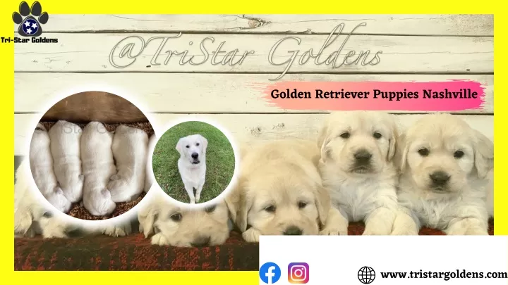 golden retriever puppies nashville