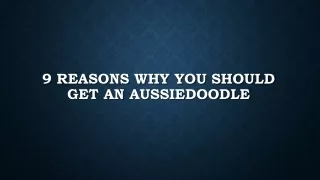 9 reasons why you should get an Aussiedoodle in Chicago