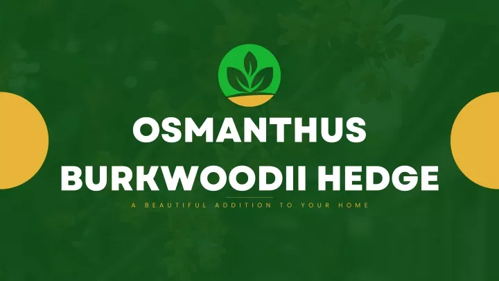 osmanthus burkwoodii hedge