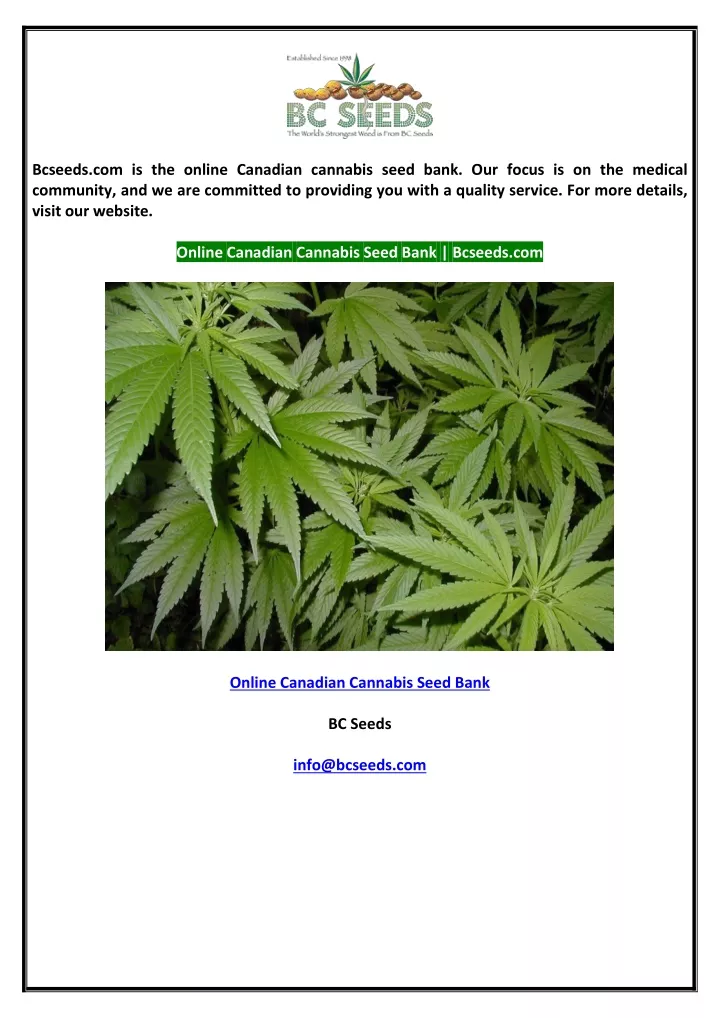 bcseeds com is the online canadian cannabis seed