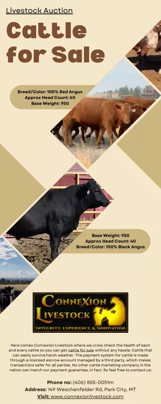Cattle for Sale Tips to Buy Cattle