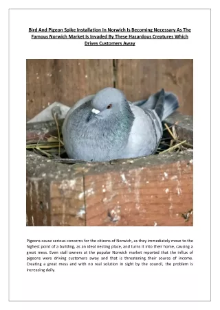Bird And Pigeon Spike Installation In Norwich Is Becoming Necessary As The Famous Norwich Market Is Invaded By These Haz