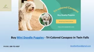 Mini Bernadoodle Puppies For Sale - Doodle 4 Love