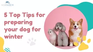 5 Top Tips for preparing your dog for winter