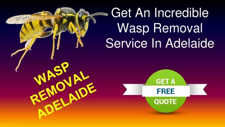 get an incredible wasp removal service in adelaide