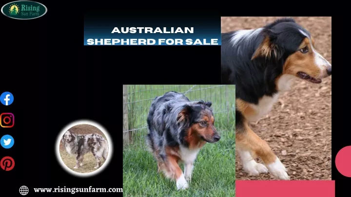 australian shepherd for sale