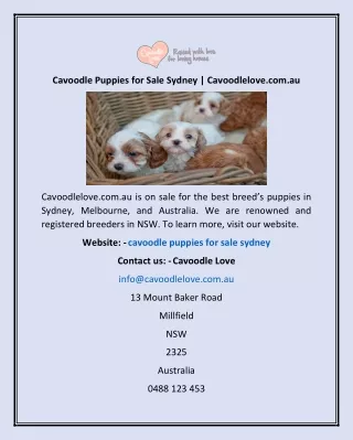 Cavoodle Puppies For Sale Sydney | Cavoodlelove.com.au