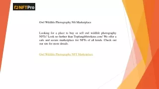 Owl Wildlife Photography Nft Marketplace  Topfungibletokens.com