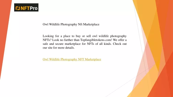 owl wildlife photography nft marketplace looking