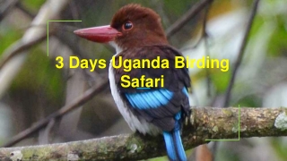 3 days Uganada Birding Safari