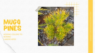 www coniferkingdom com