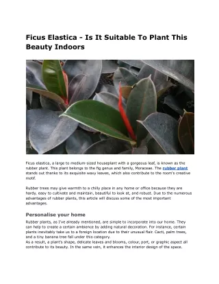 Ficus Elastica - Is It Suitable To Plant This Beauty Indoors _ AK1509