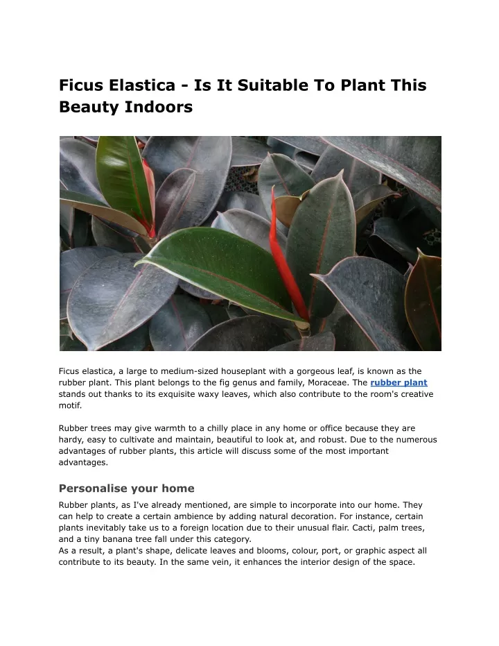 ficus elastica is it suitable to plant this