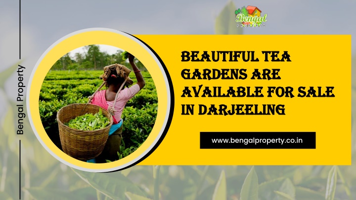 beautiful tea gardens are available for sale