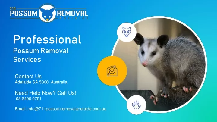 professional possum removal services