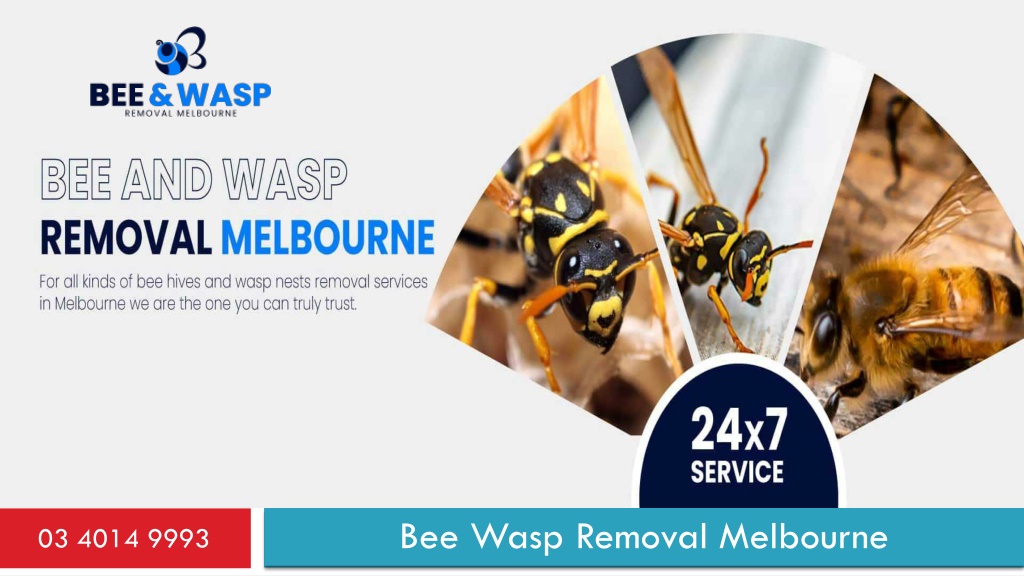 PPT - Bee Wasp Removal Melbourne PowerPoint Presentation, free download ...