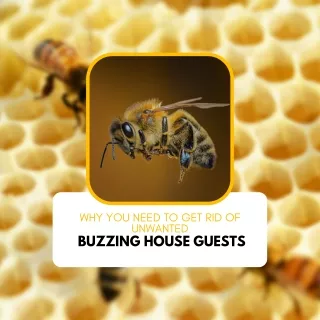 Why You Need To Get Rid of Unwanted Buzzing House Guests