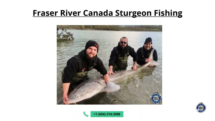 fraser river canada sturgeon fishing