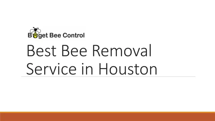 best bee removal service in houston