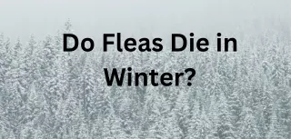 Do Fleas and Ticks Die in the Winter,