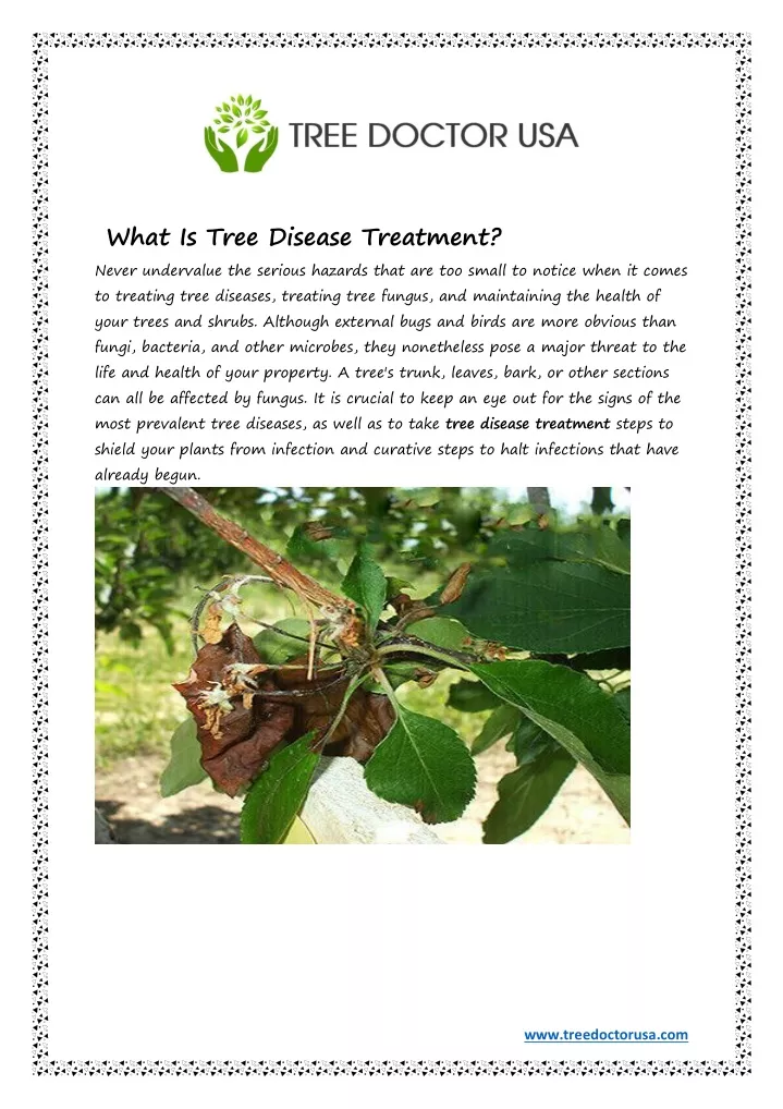 what is tree disease treatment never undervalue