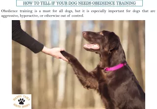 How To Tell If Your Dog Needs Obedience Training