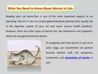 What You Need to Know About Worms in Cats