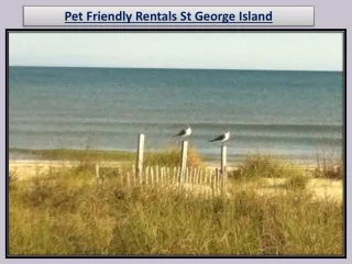 Pet Friendly Rentals St George Island