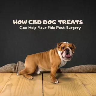 How CBD Dog Treats Can Help Your Fido Post-Surgery