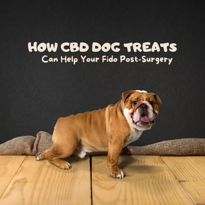 how cbd dog treats can help your fido post surgery
