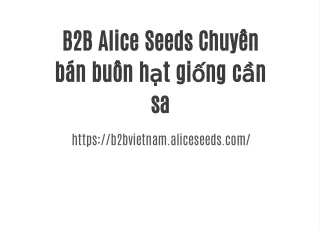 b2b alice seeds chuy n b n bu n h t gi ng c n sa