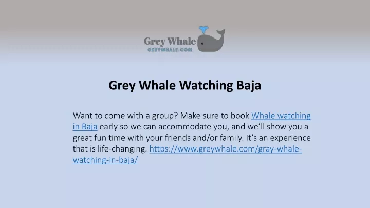 grey whale watching baja