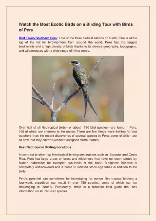 Watch the Most Exotic Birds on a Birding Tour with Birds of Peru