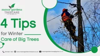 4 Tips for Winter Care of Big Trees