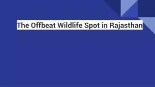 The Offbeat Wildlife Spot in Rajasthan