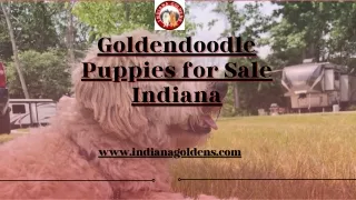 The cutest Goldendoodle Puppies for Sale in Indiana