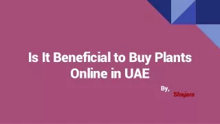 Is It Beneficial to Buy Plants Online in UAE