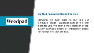 Big Bud Feminized Seeds For Sale   Weedpad.com