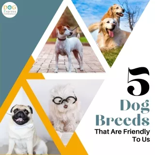 dog 5