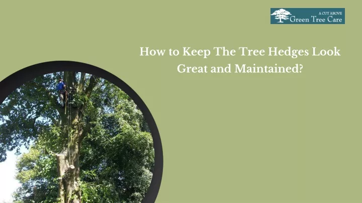 PPT - How to Keep The Tree Hedges Look Great and Maintained PowerPoint ...