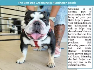 The Best Dog Grooming In Huntington Beach