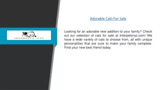 Adorable Cats For Sale | Interpetsnyc.com