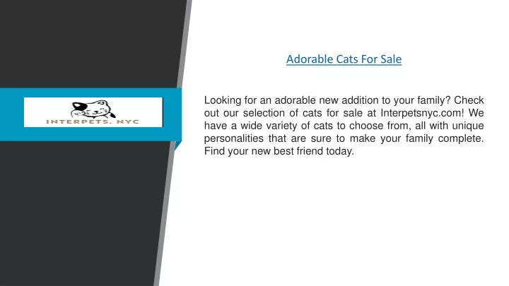 adorable cats for sale