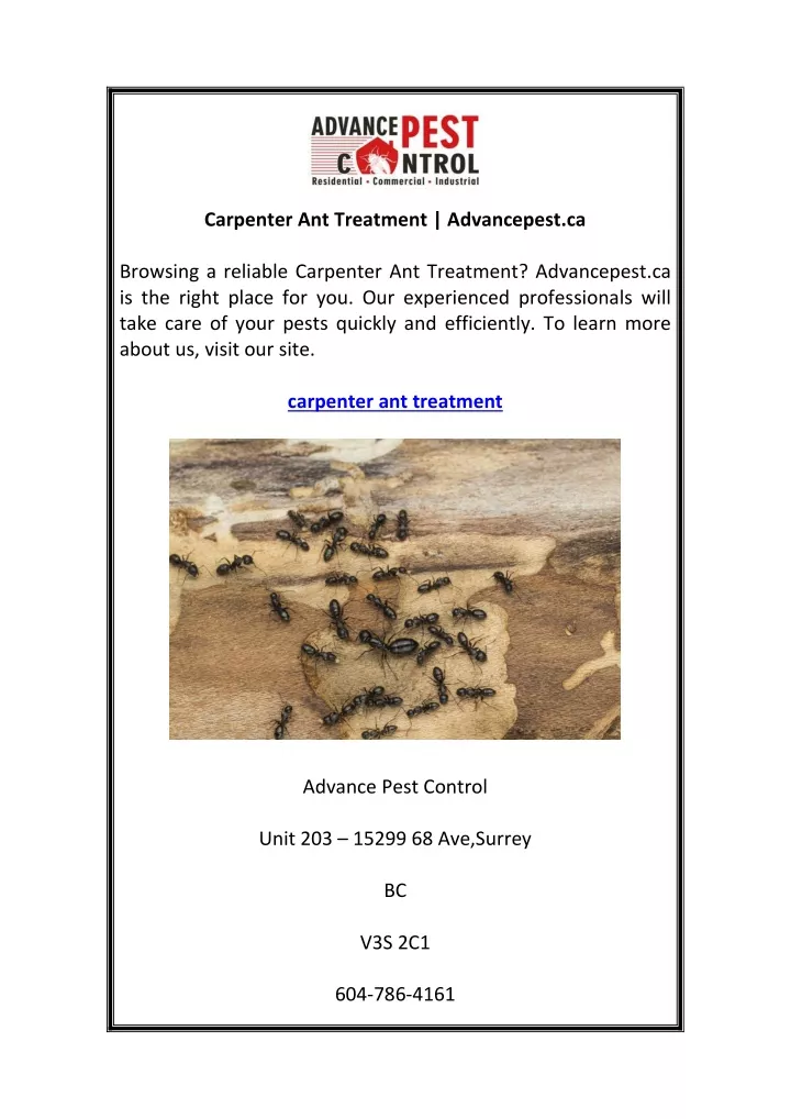 carpenter ant treatment advancepest ca