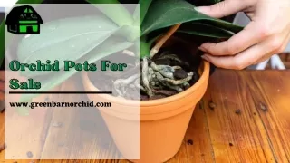 Best Quality Orchid Pots For Sale - Green Barn Orchid