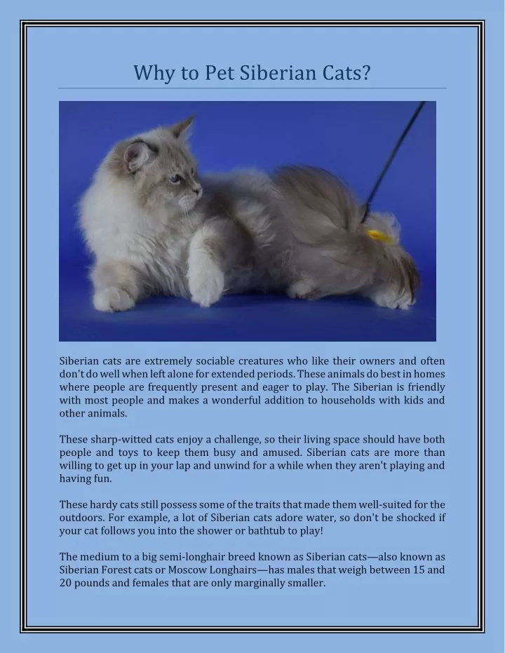 why to pet siberian cats