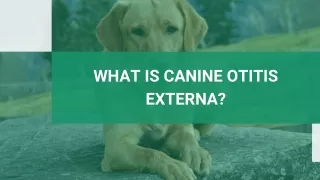 What is Canine Otitis Externa