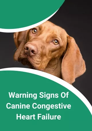 Warning Signs Of Canine Congestive Heart Failure